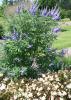 Shoal Creek vitex is more vigorous, and the flower color is a deeper and more intense blue than the regular species. (Photo by MSU Extension Service/Gary Bachman)