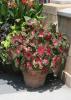 Caladiums are very versatile and tolerant of many growing styles, including these growing in a container in a sunny location. (Photo by MSU Extension Service/Gary Bachman)