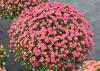 The many warm colors of mums fit in almost any home color scheme. They have an immediate impact with their plentiful blooms. (Photo by MSU Extension Service/Gary Bachman)