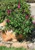 Butterfly bushes such as this Flutterby Petite Tutti Frutti offer a long season of welcome to butterflies. (Photo by MSU Extension Service/ Gary Bachman)