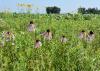 These coneflowers blooming alongside the road between Nebraska and South Dakota are similar to those growing in Mississippi. (Photo by MSU Extension Service/Gary Bachman)