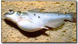 Diseases of Catfish  Mississippi State University Extension Service