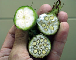 Proper timing of defoliation is important decision for cotton growers