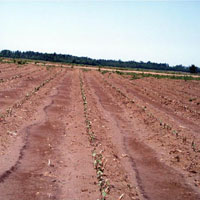 Hail damage in small cotton