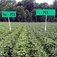 How to Think About Cotton: Plant Growth Regulators - Alabama