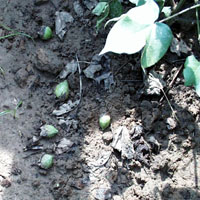 Inorganic Nutrient Management for Cotton Production In Mississippi