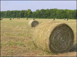 Hay in the field