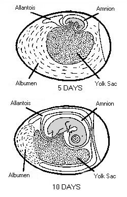 Chick embryo development at five days.