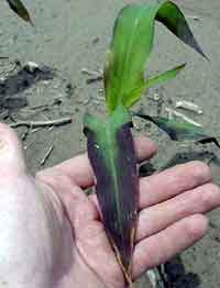 Corn with Phosphorus deficiency          