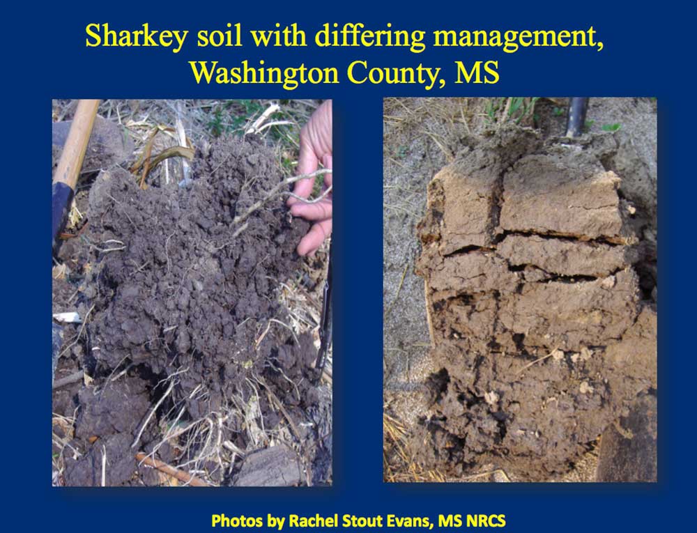 A comparison picture of soil with a lot of roots and another without.