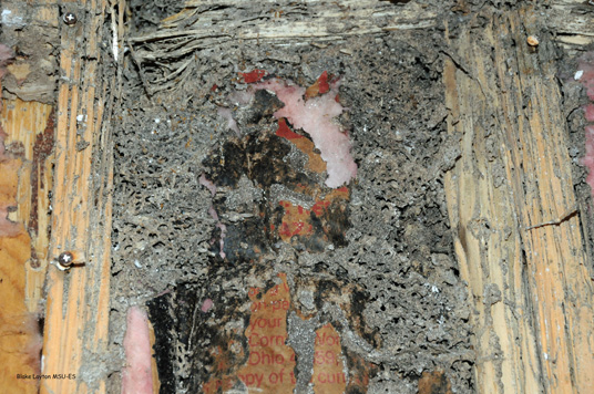 Exposed Formosan termite carton nest in the wall of a residential home.