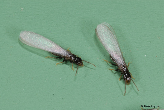 Eastern subterranean termite swarmers are about 3/8 inches long, including the wings, and have dark brown to black bodies with wings that extend well beyond the end of the abdomen. 