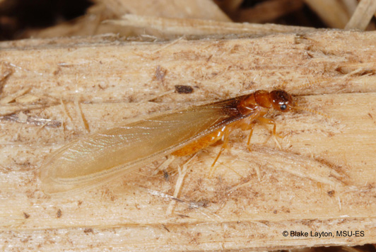 Formosan termite swarmers are about ½ inch long, including the wings, and are brown to gold in color.
