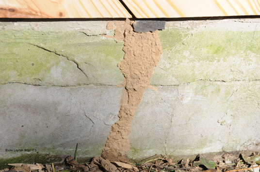 This mud shelter tube was built up the side of the building slab to allow termites to invade the building.  