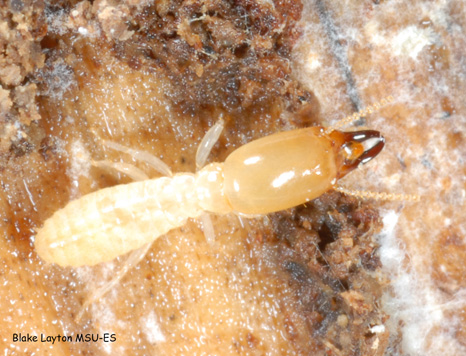 Eastern subterranean termite soldiers have large, rectangle-shaped heads with stout, dark-colored mandibles.