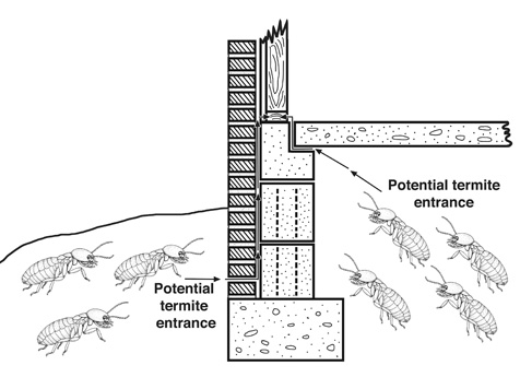 Termites can readily enter buildings through hidden cracks and crevices in the foundation.