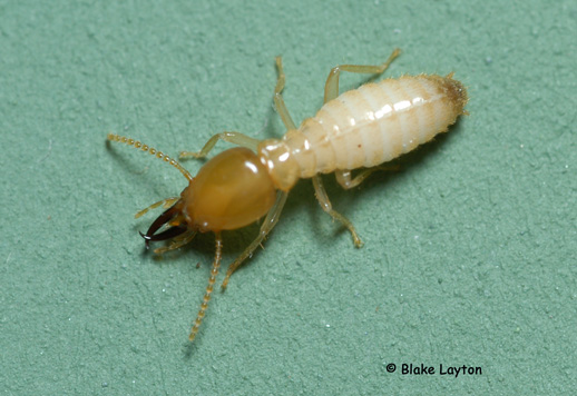 An image of a Formosa soldier termite
