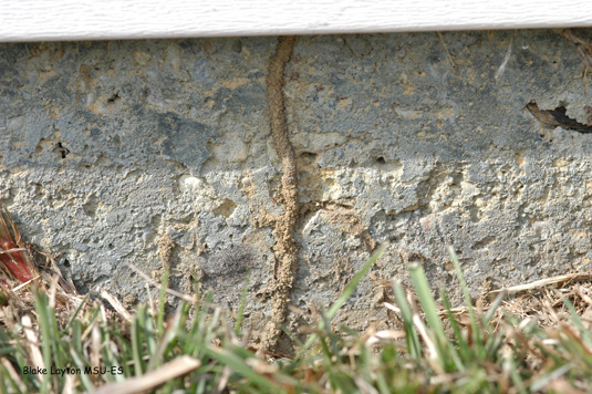When foraging over masonry, metal or other impervious surfaces, termites build mud shelter tubes to protect them from exposure to the outside environment.