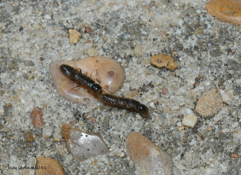 his pair of termite swarmers have shed their wings and they are searching for a suitable site to attempt to start a new colony.  Male and female termites look alike at this stage.
