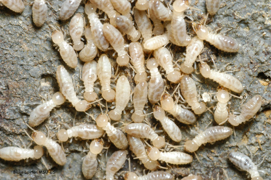 Formosan termite workers are similar to eastern subterranean termites in size and appearance: no eyes and no pigmentation.