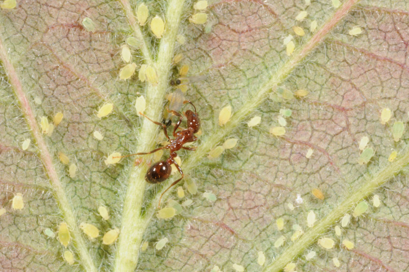 he smallest possible fire ant colony! This young fire ant queen has just landed after her mating flight, has shed her wings, and is attempting to start a new colony.