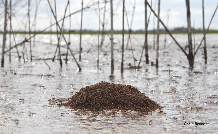 image of a fire ant mound surrounded by water during a heavy rain.