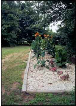 Plants in a box of sand surrounded by grass and trees.