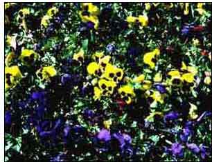 This image is of yellow and purple flowers showing the use of color in the landscape.
