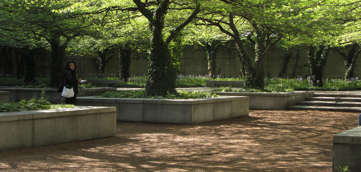 A garden with large trees in concrete square planters.