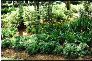 This is an image of a successful shade garden. 