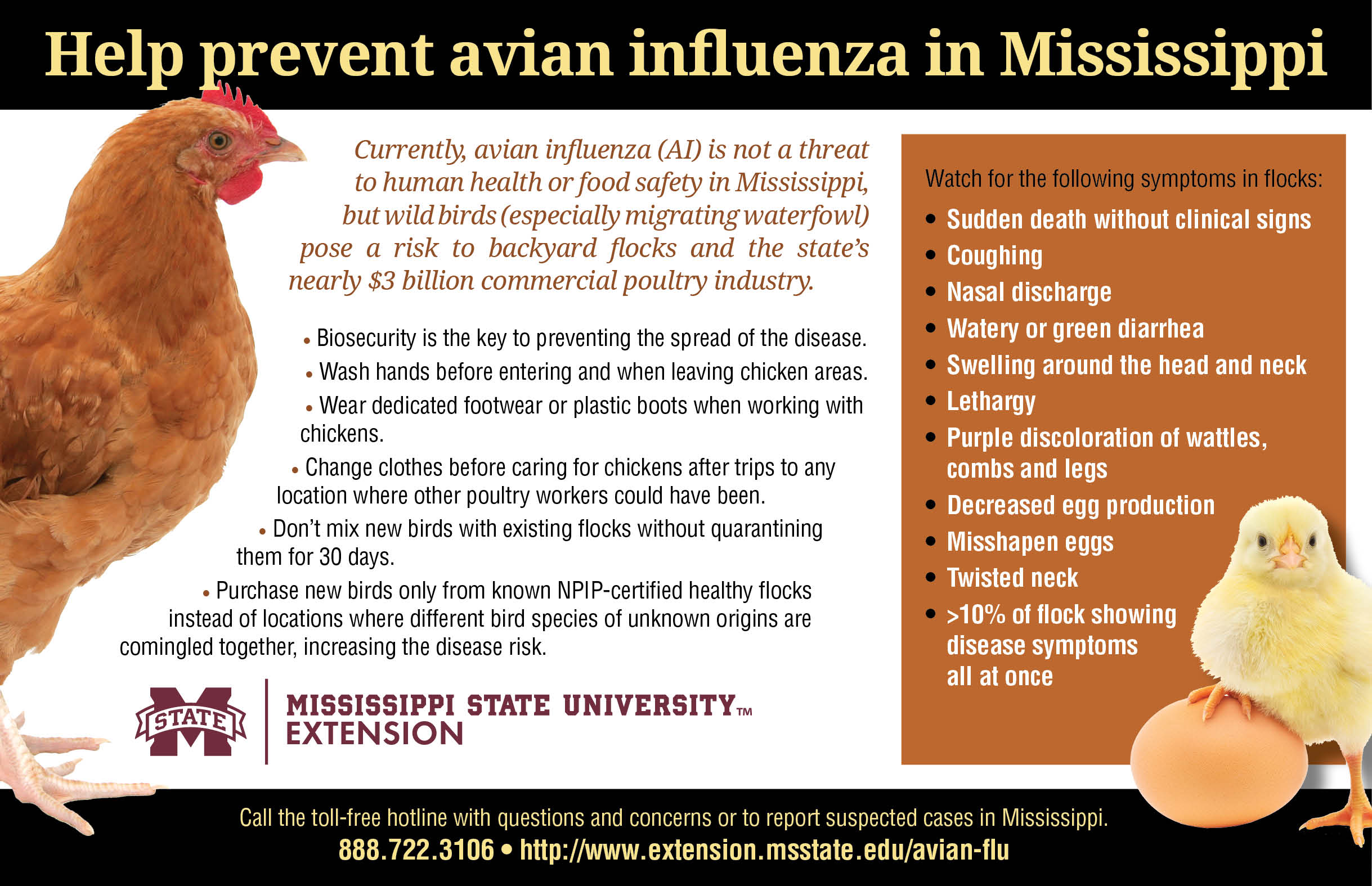 Avian Flu | Mississippi State University Extension Service