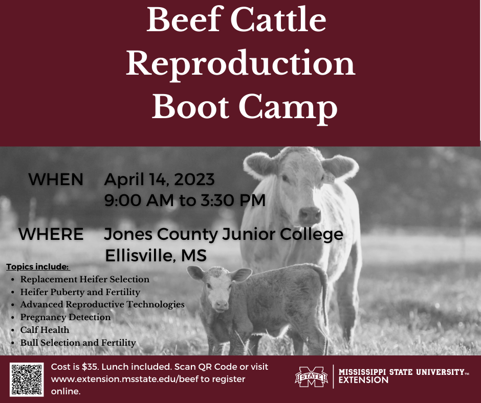 Beef | Mississippi State University Extension Service