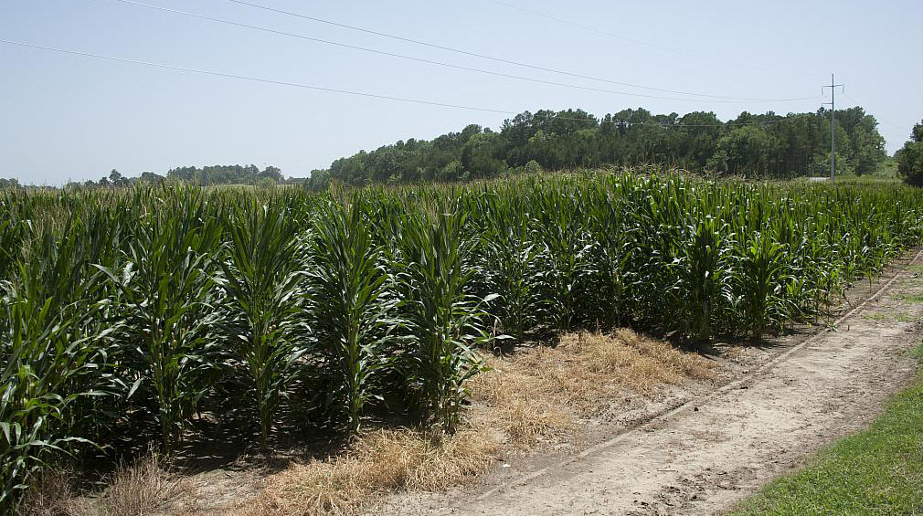 agriculture corn