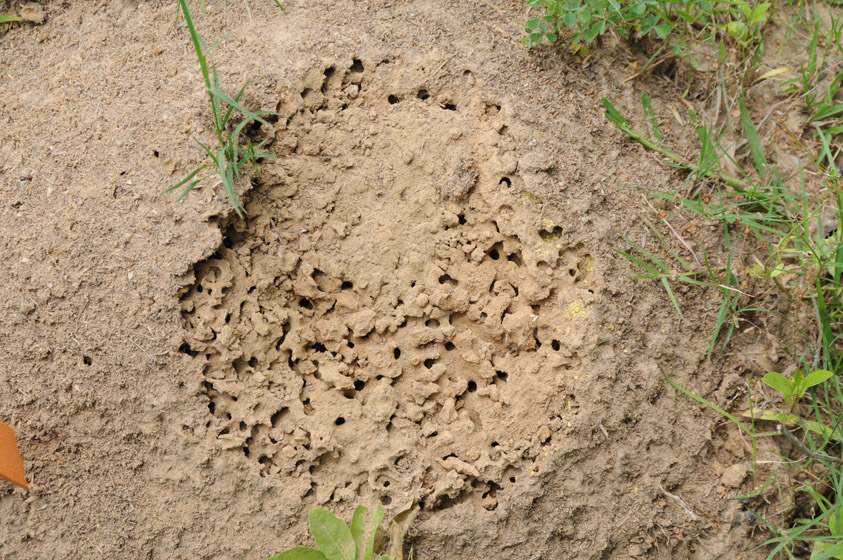 A fire ant mound that was completely controlled only one week after an application of fire ant bait.  Bait granules are stored in some galleries of the mound.