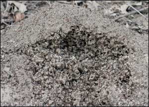 A fire ant mound with a break revealing white brood, larvae and pupae, and lots of angry ants.