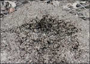 A fire ant mound