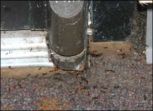 Fire ants entering a building around an infrequently used door.