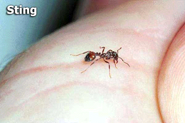 red ants bites