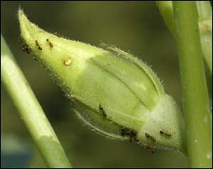  Un monticule mature abritera plus de 100 000 fourmis.