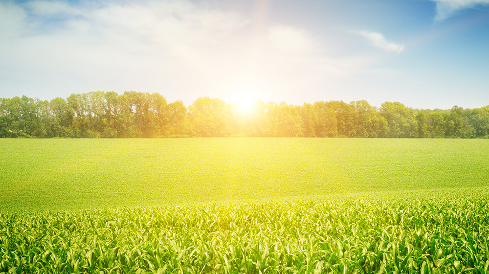 Sun shining on corn field.
