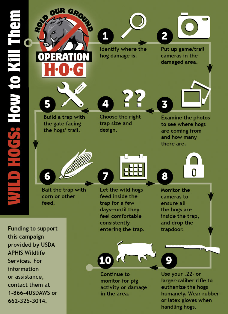 An infographic depicts the steps to follow to successfully bait, trap, and euthanize wild hogs.