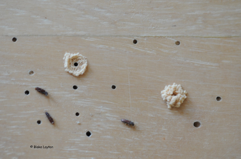 Powderpost Beetles In Hardwood Floors, Killing Termites In Hardwood Floors