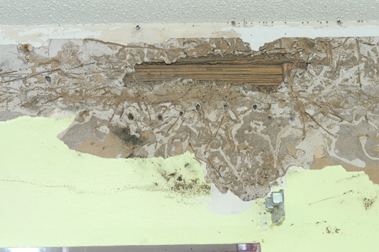 These homeowners only wanted to replace the wallpaper, but when they removed the old paper, they uncovered a serious termite problem.