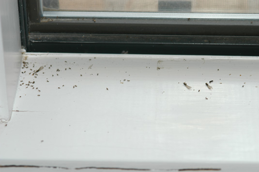 Signs of Termite Infestation  Mississippi State University