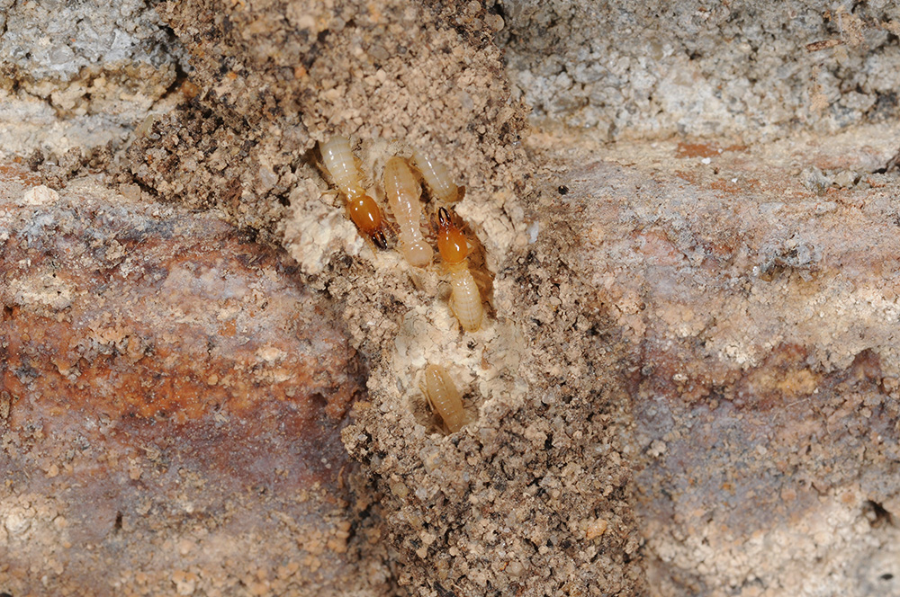 inside termites nest