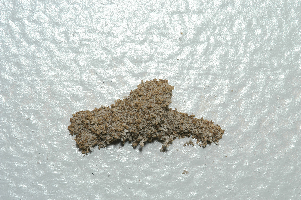This Formosan termite “swarm castle” was about 3 inches wide and protruded about 1.5 inches from the wall.  There were several other such structures on the walls and ceiling of this room.