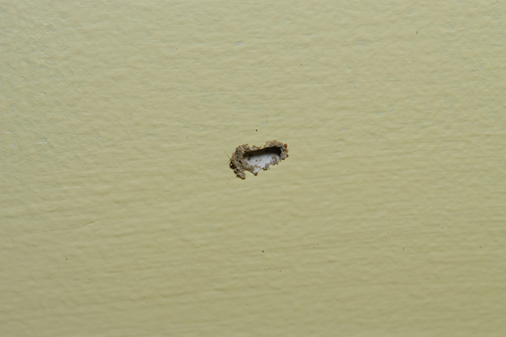 signs of termite damage in drywall