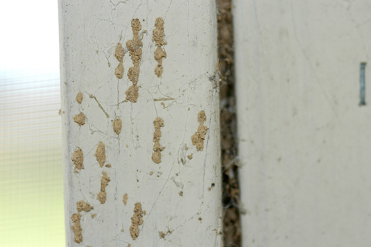 There was a small spot of mud on the kitchen wall.  When the homeowner scraped it away, a termite worker came to investigate.  