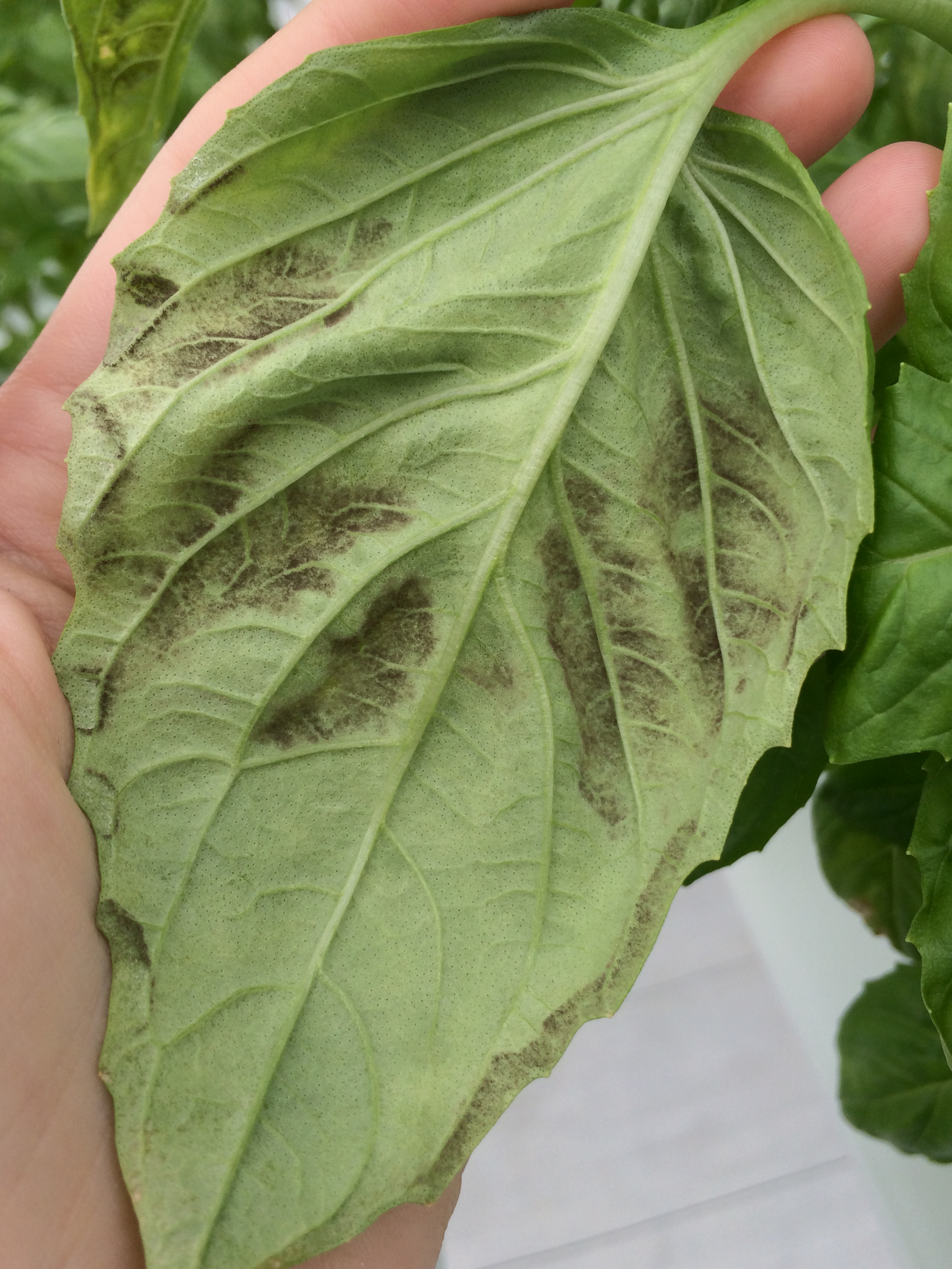 Signs of basil downy mildew on the lower leaf surface.