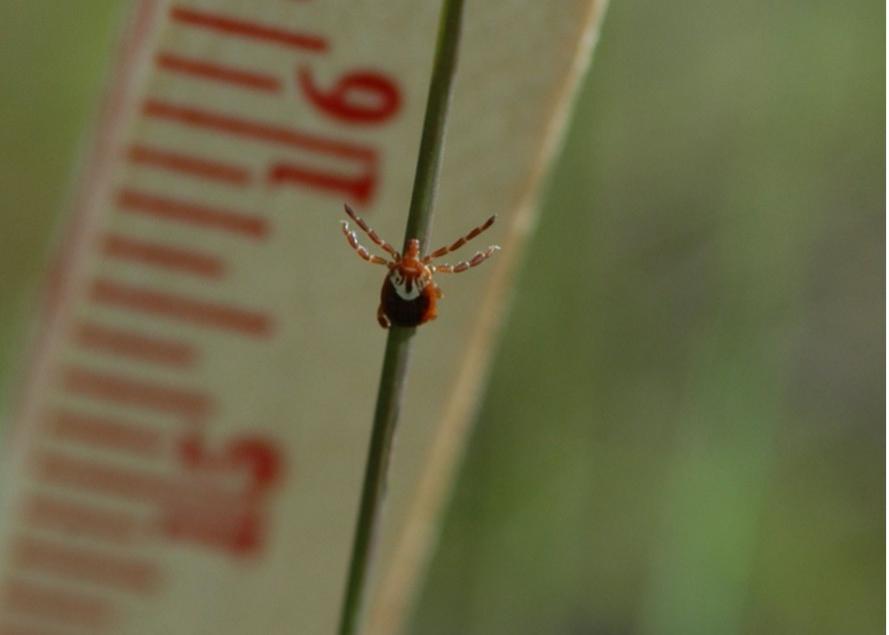 Gulf Coast Tick shown above ruler.